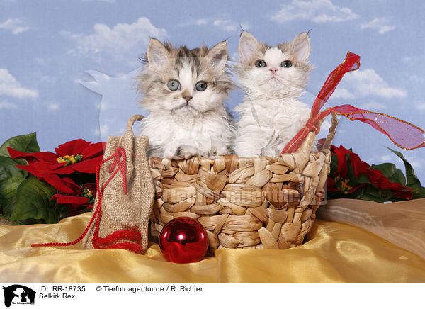 Selkirk Rex / Selkirk Rex / RR-18735
