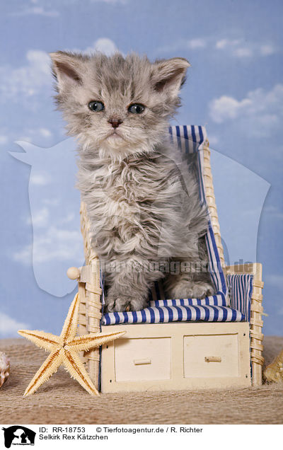 Selkirk Rex Ktzchen / RR-18753