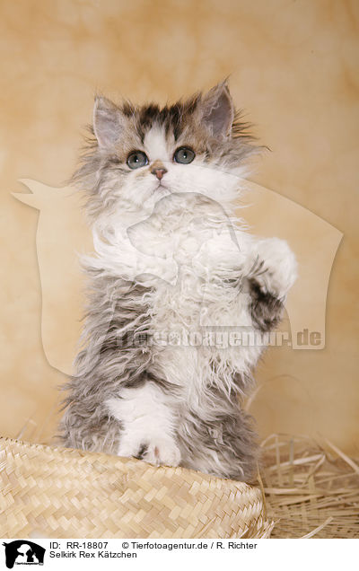 Selkirk Rex Ktzchen / Selkirk Rex Kitten / RR-18807