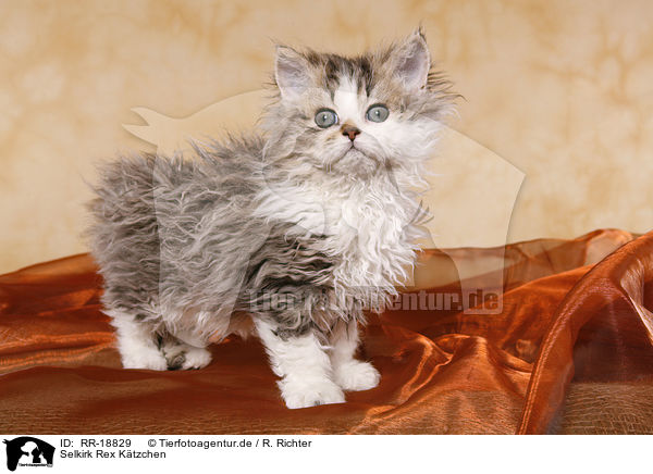 Selkirk Rex Ktzchen / Selkirk Rex Kitten / RR-18829