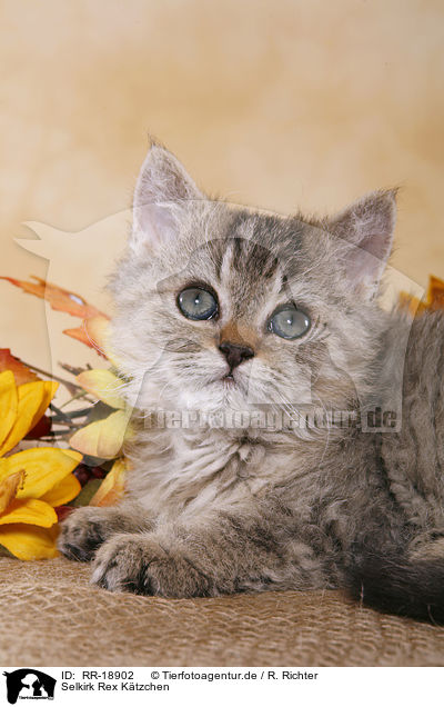 Selkirk Rex Ktzchen / Selkirk Rex Kitten / RR-18902