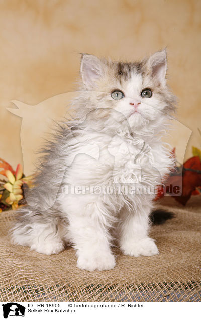 Selkirk Rex Ktzchen / Selkirk Rex Kitten / RR-18905