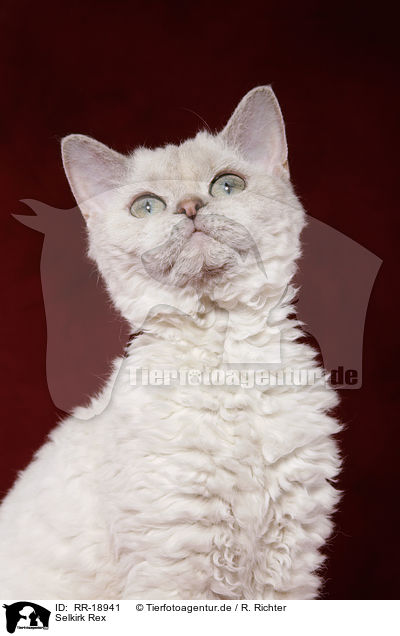Selkirk Rex / Selkirk Rex / RR-18941