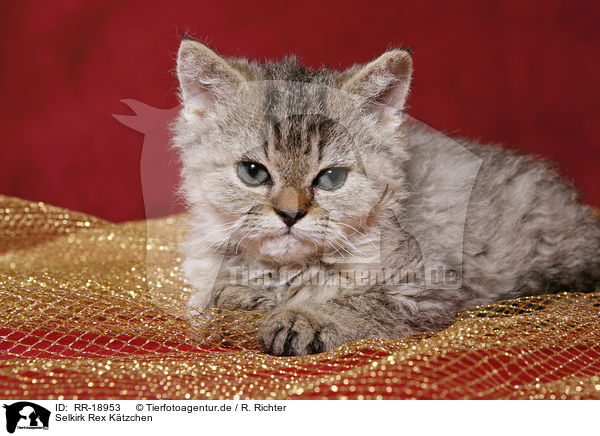 Selkirk Rex Ktzchen / Selkirk Rex Kitten / RR-18953