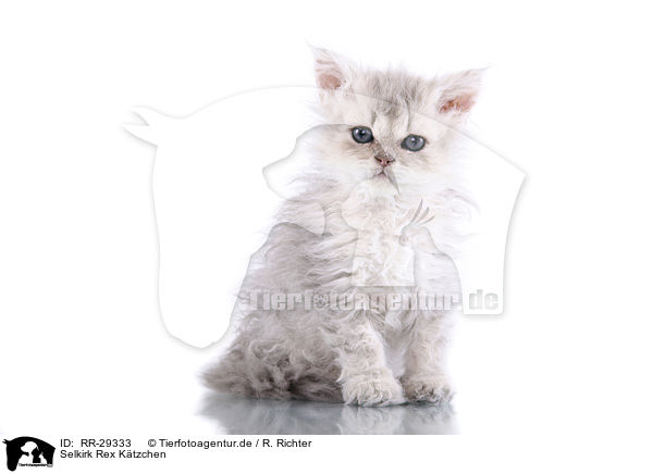 Selkirk Rex Ktzchen / Selkirk Rex Kitten / RR-29333