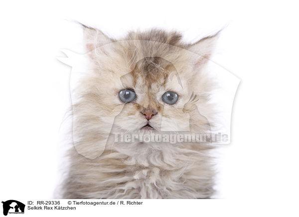 Selkirk Rex Ktzchen / Selkirk Rex Kitten / RR-29336