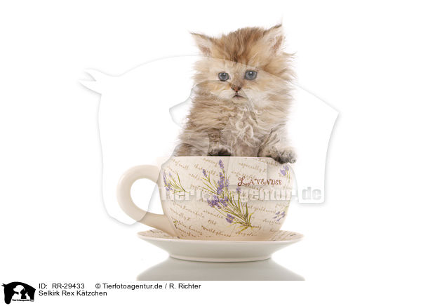 Selkirk Rex Ktzchen / Selkirk Rex Kitten / RR-29433