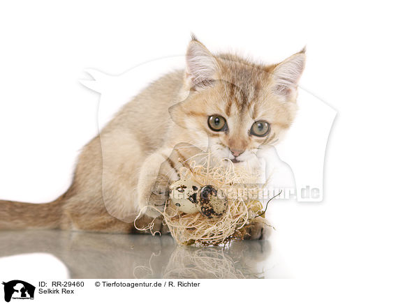 Selkirk Rex / Selkirk Rex / RR-29460