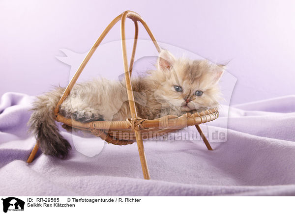 Selkirk Rex Ktzchen / Selkirk Rex Kitten / RR-29565