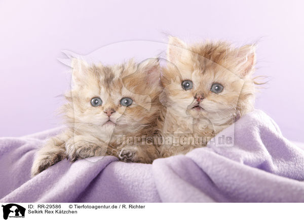 Selkirk Rex Ktzchen / Selkirk Rex Kitten / RR-29586