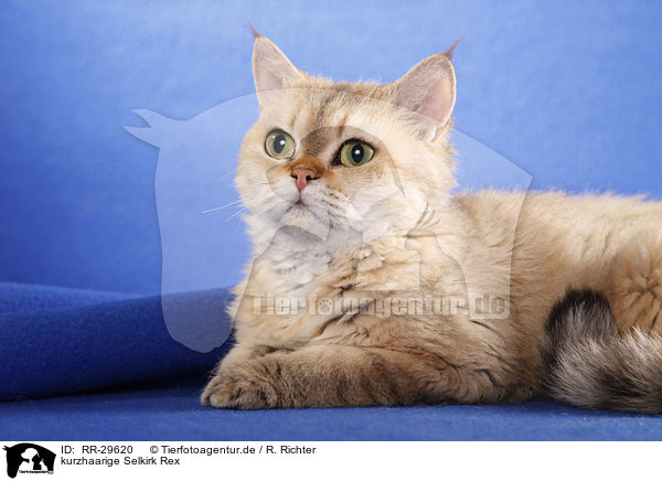 kurzhaarige Selkirk Rex / shorthaired Selkirk Rex / RR-29620