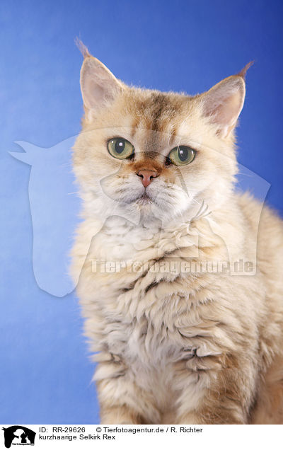 kurzhaarige Selkirk Rex / shorthaired Selkirk Rex / RR-29626
