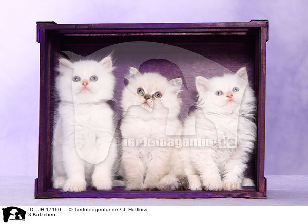 3 Ktzchen / 3 kitten / JH-17160