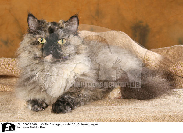 liegende Selkirk Rex / lying Selkirk Rex / SS-32308