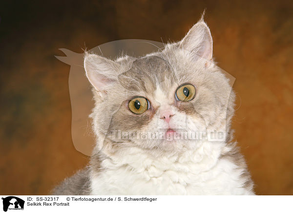 Selkirk Rex Portrait / Selkirk Rex Portrait / SS-32317