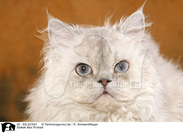 Selkirk Rex Portrait / Selkirk Rex Portrait / SS-32343