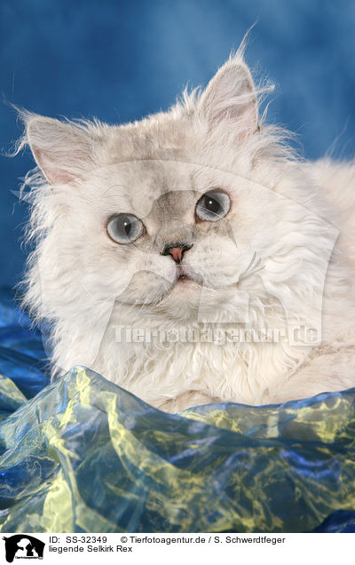 liegende Selkirk Rex / lying Selkirk Rex / SS-32349
