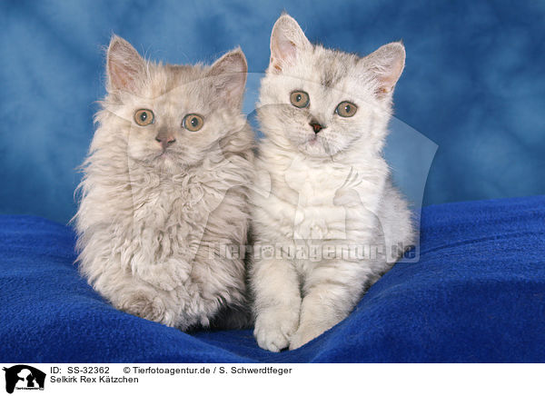 Selkirk Rex Ktzchen / SS-32362