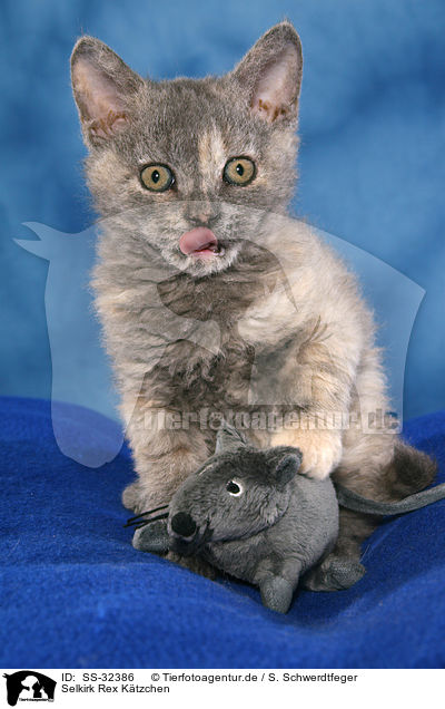 Selkirk Rex Ktzchen / Selkirk Rex kitten / SS-32386