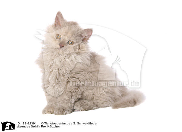 Selkirk Rex Ktzchen / Selkirk Rex kitten / SS-32391