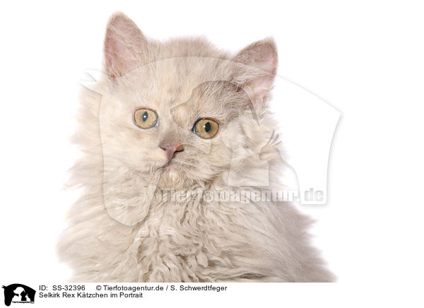 Selkirk Rex Ktzchen / Selkirk Rex kitten / SS-32396