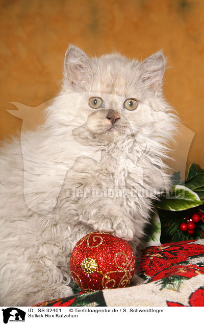 Selkirk Rex Ktzchen / Selkirk Rex kitten / SS-32401