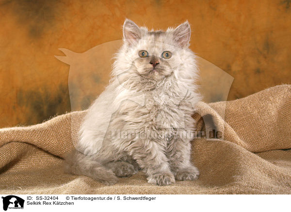Selkirk Rex Ktzchen / SS-32404