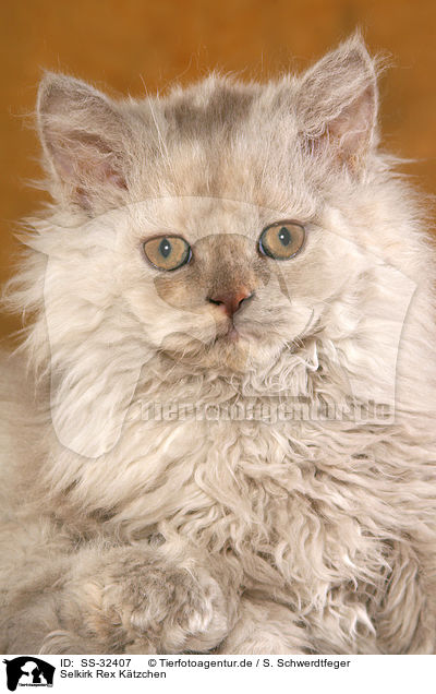 Selkirk Rex Ktzchen / SS-32407
