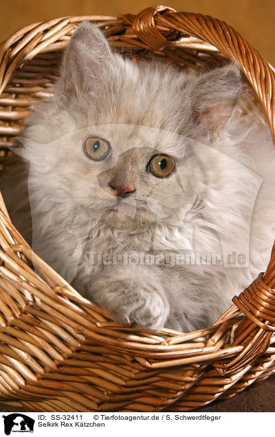 Selkirk Rex Ktzchen / Selkirk Rex kitten / SS-32411