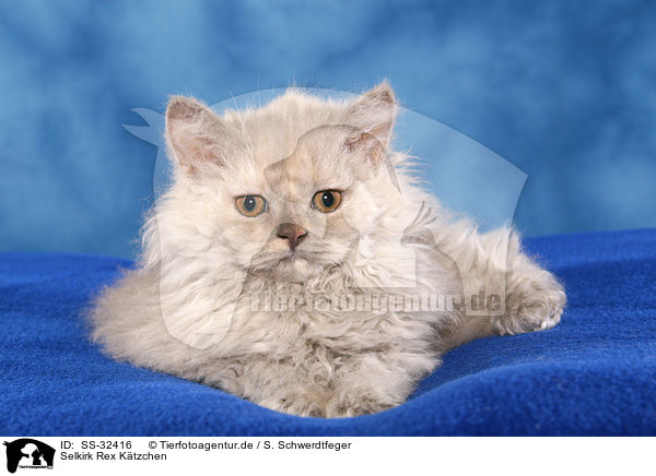 Selkirk Rex K�tzchen / Selkirk Rex kitten / SS-32416
