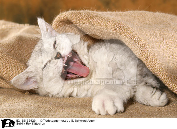 Selkirk Rex Ktzchen / SS-32429