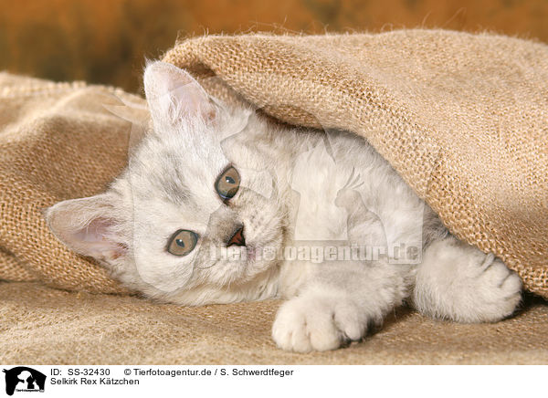 Selkirk Rex Ktzchen / SS-32430
