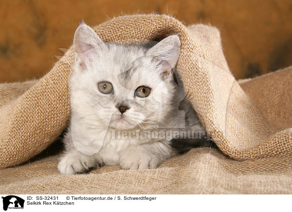 Selkirk Rex Ktzchen / Selkirk Rex kitten / SS-32431
