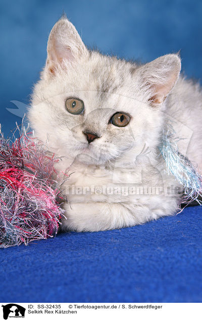 Selkirk Rex Ktzchen / Selkirk Rex kitten / SS-32435
