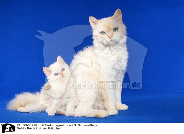 Selkirk Rex Ktzin mit Ktzchen / female Selkirk Rex with kitten / SS-35290