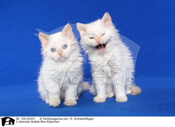 2 sitzende Selkirk Rex Ktzchen / 2 sitting Selkirk Rex kitten / SS-35301