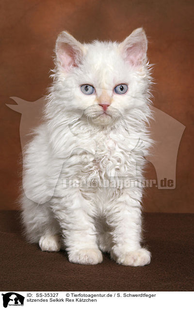 sitzendes Selkirk Rex K�tzchen / SS-35327