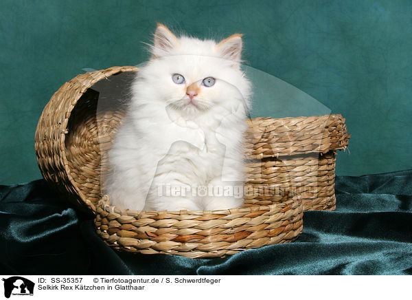 Selkirk Rex Ktzchen in Glatthaar / Selkirk Rex kitten with straight-hair / SS-35357