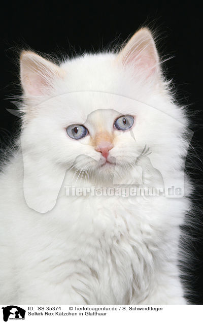 Selkirk Rex K�tzchen in Glatthaar / Selkirk Rex kitten with straight-hair / SS-35374