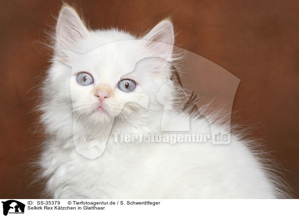 Selkirk Rex K�tzchen in Glatthaar / Selkirk Rex kitten with straight-hair / SS-35379