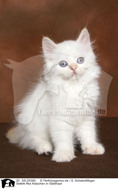Selkirk Rex K�tzchen in Glatthaar / Selkirk Rex kitten with straight-hair / SS-35380