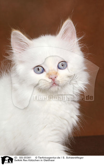 Selkirk Rex K�tzchen in Glatthaar / Selkirk Rex kitten with straight-hair / SS-35381