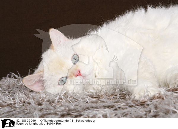 liegende langhaarige Selkirk Rex / lying longhaired Selkirk Rex / SS-35946