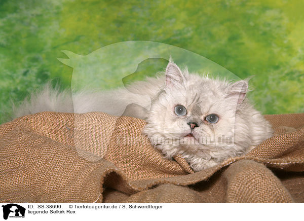 liegende Selkirk Rex / lying Selkirk Rex / SS-38690