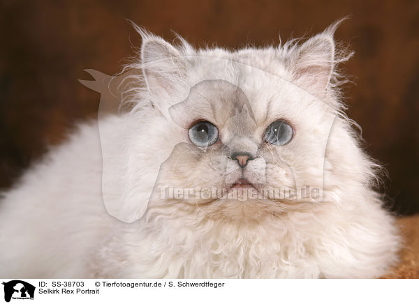 Selkirk Rex Portrait / SS-38703
