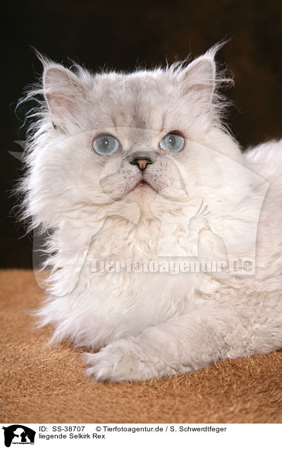 liegende Selkirk Rex / lying Selkirk Rex / SS-38707