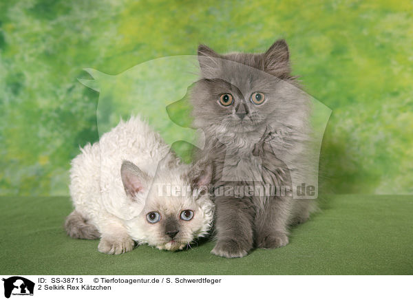 2 Selkirk Rex K�tzchen / SS-38713
