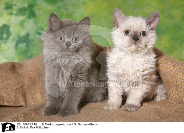 2 Selkirk Rex K�tzchen / SS-38716