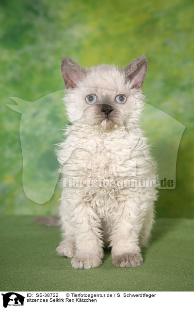 sitzendes Selkirk Rex Ktzchen / SS-38722