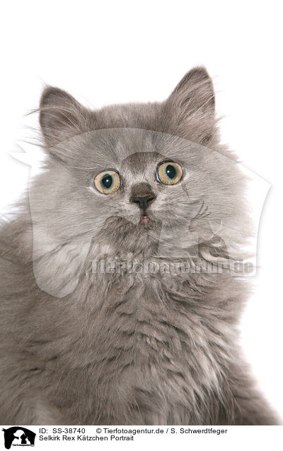 Selkirk Rex Ktzchen Portrait / SS-38740